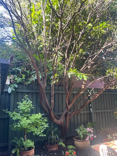 Affordable Tree Loppers South East Melbourne — Customer photo