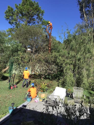 Touchwood Tree Services — Customer photo