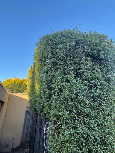 Green & Gold Tree Services — Customer photo