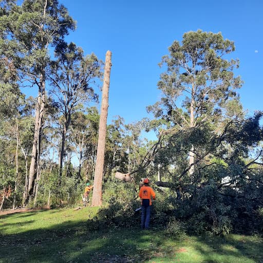 Arborsafe Tree Services — Customer photo