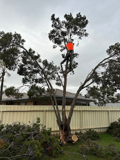 Direct Tree Services — Customer photo