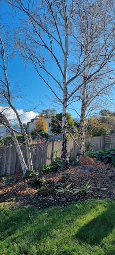 Tree Guy Tasmania Pty Ltd — Customer photo