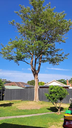 Victorian Tree Specialists — Customer photo