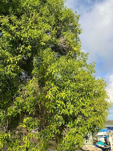 Southern Tree Care — Customer photo