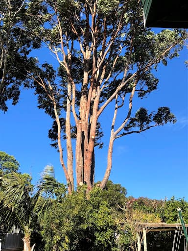 Agility Professional Tree Service — Customer photo