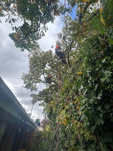 Ocean Road Tree Services — Customer photo
