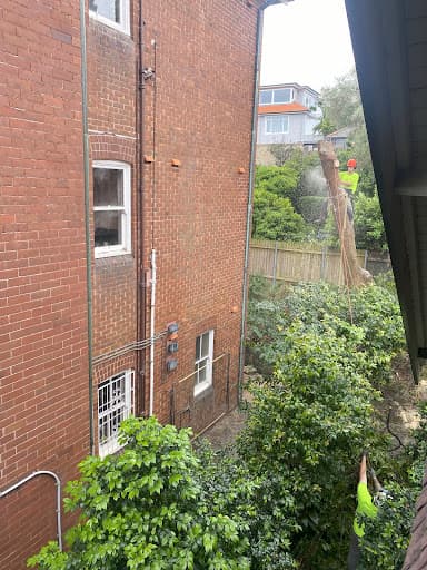 Sydney Tree Solutions — Customer photo