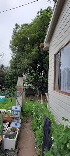 Tree Doctor Tasmania — Customer photo