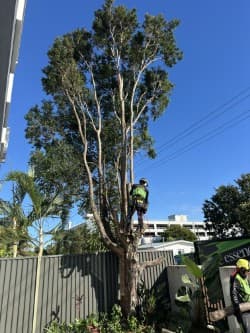 Tree Essence | Gold Coast Arborists — Customer photo