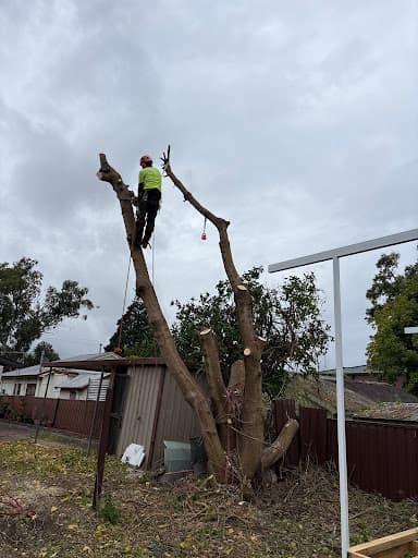 Sydney tree services — Customer photo