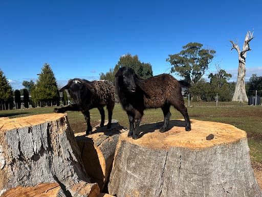 Arbscape Tasmania — Customer photo