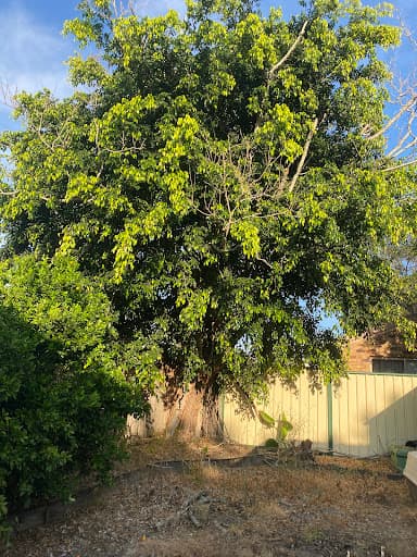 Tree Essence | Gold Coast Arborists — Customer photo