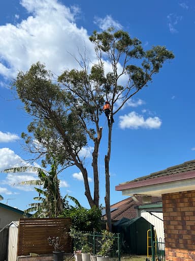 Arborist Tree Techs — Customer photo