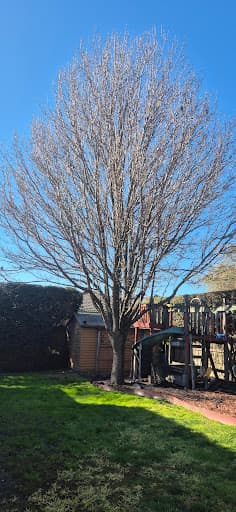 Affordable Tree Loppers South East Melbourne — Customer photo