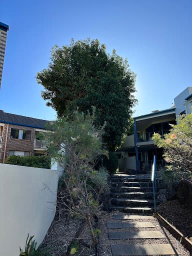 Greenish Tree Care — Customer photo