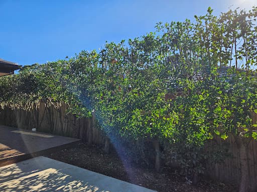 Brothers Tree Service Melbourne — Customer photo