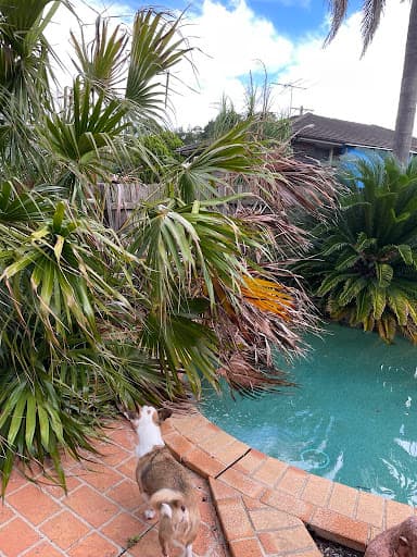 AA Tree Services Sydney — Customer photo