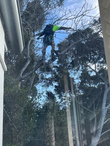 All Australian Tree Palm and Garden Services — Customer photo