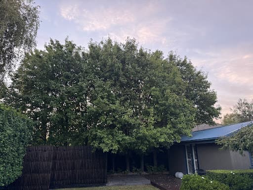 Redback Tree Services — Customer photo