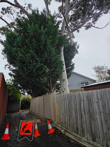 The Tree Company — Customer photo