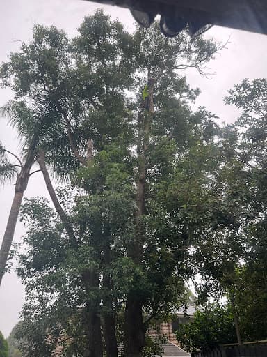 AA Tree Services Sydney — Customer photo