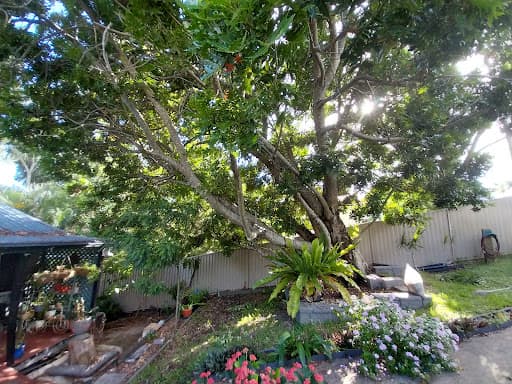 Clean Cut Tree Services — Customer photo