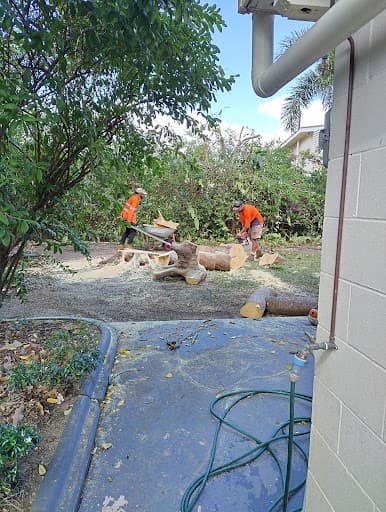 Oasis Trees NQ — Customer photo