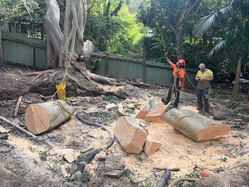Coal Coast Tree Services Wollongong — Customer photo