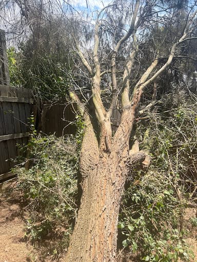 Ocean Road Tree Services — Customer photo