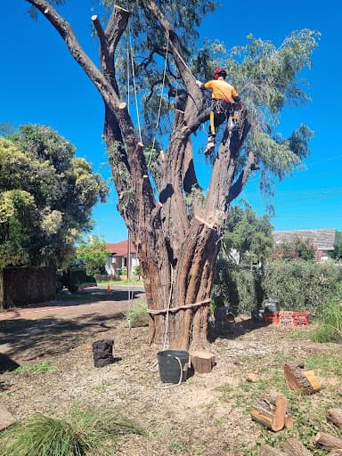 The Adelaide Tree Surgery — Customer photo