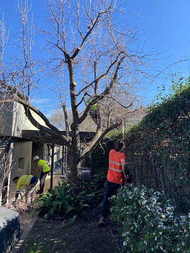 Same Day Tree Works — Customer photo