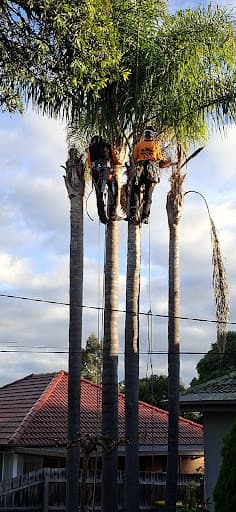 The Higher Climber Tree Services — Customer photo