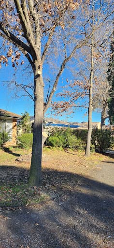 O'Briens Tree Services Canberra — Customer photo