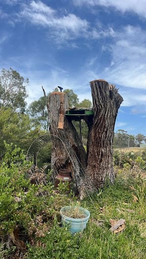 The Green Barber Tree Service — Customer photo