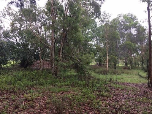 Sunshine Coast Tree Services — Customer photo