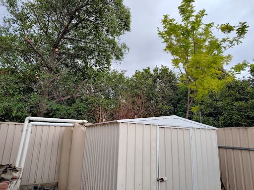 CTL Tree Service & Stump Removal Adelaide — Customer photo