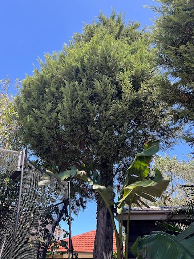 JW Tree Services — Customer photo