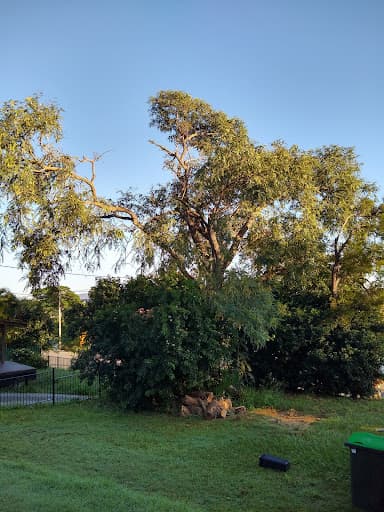 Mr.Trees — Customer photo