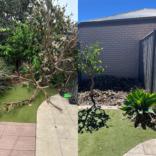 CTL Tree Service & Stump Removal Adelaide — Customer photo
