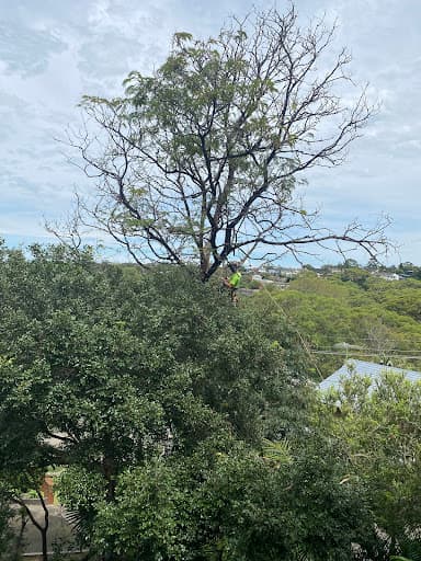 Sydney Tree Solutions — Customer photo