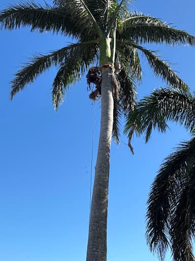 Clean Cut Tree Services — Customer photo