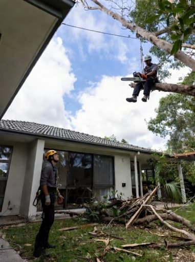 ABC Tree Lopping Brisbane — Customer photo