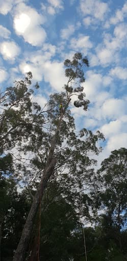 Shane's Trees - Wollongong — Customer photo
