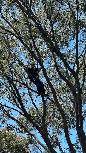 Evergreen Tree Care — Customer photo