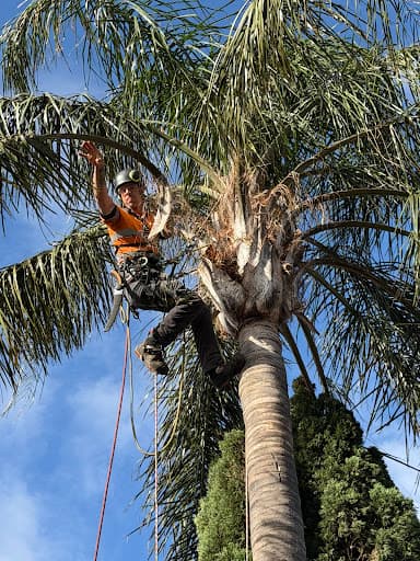 Austral Tree Services Pty Ltd (Depots in SA & VIC areas) — Customer photo