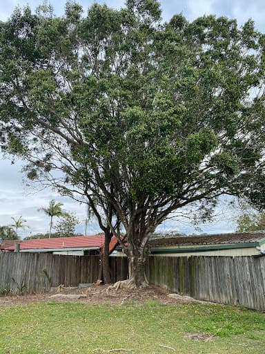 Brisbane Tree Experts — Customer photo