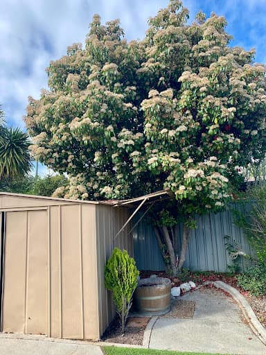 Rick's Trees — Customer photo