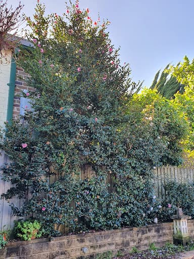 Sydney Tree Removals — Customer photo