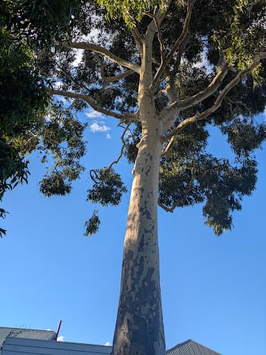 Embark Tree Services — Customer photo