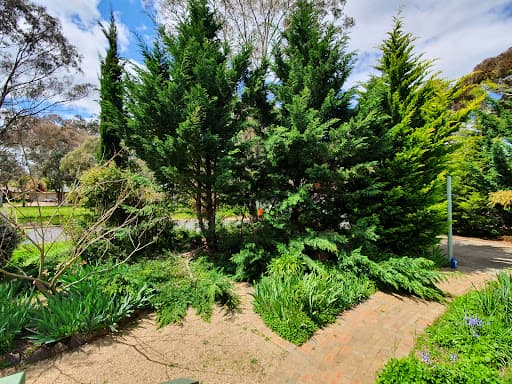 CBR Trees — Customer photo